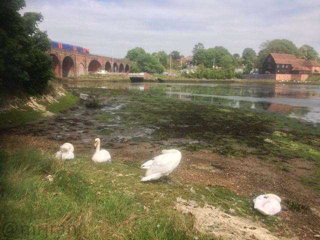 Swans in Fareham creek